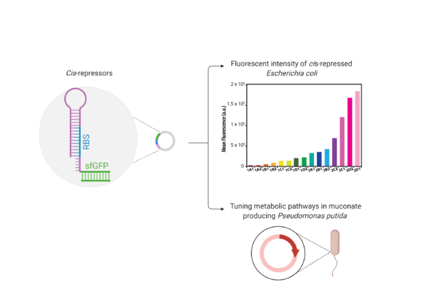Riboregulators for Precise Control of Gene Expression - Agile BioFoundry